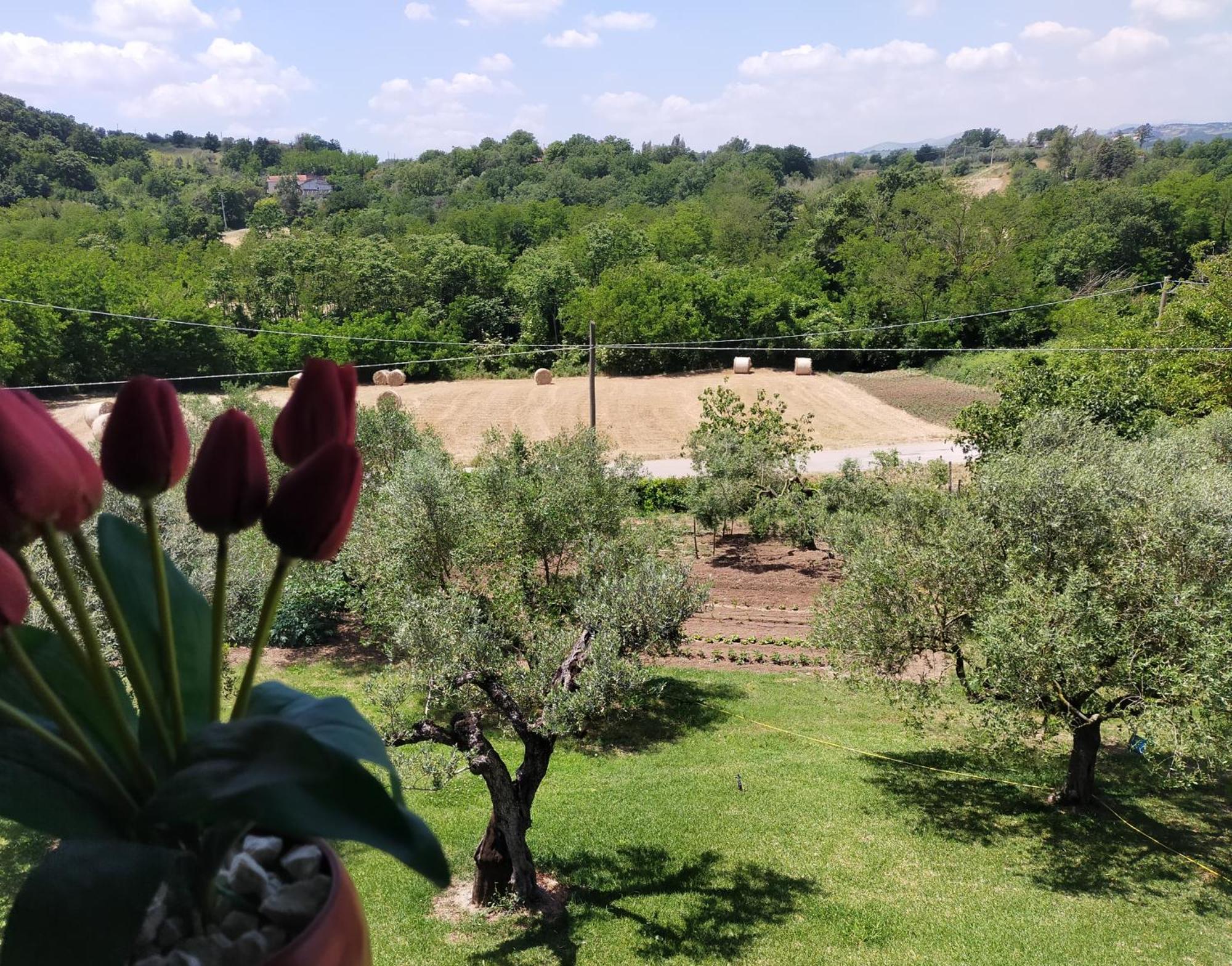Bed and Breakfast Al Boschetto Melizzano Екстер'єр фото